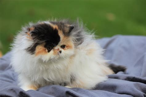 All felines are spayed or neutered, microchipped and up to date on all vaccines appropriate for their age. . Persian cat breeders nh